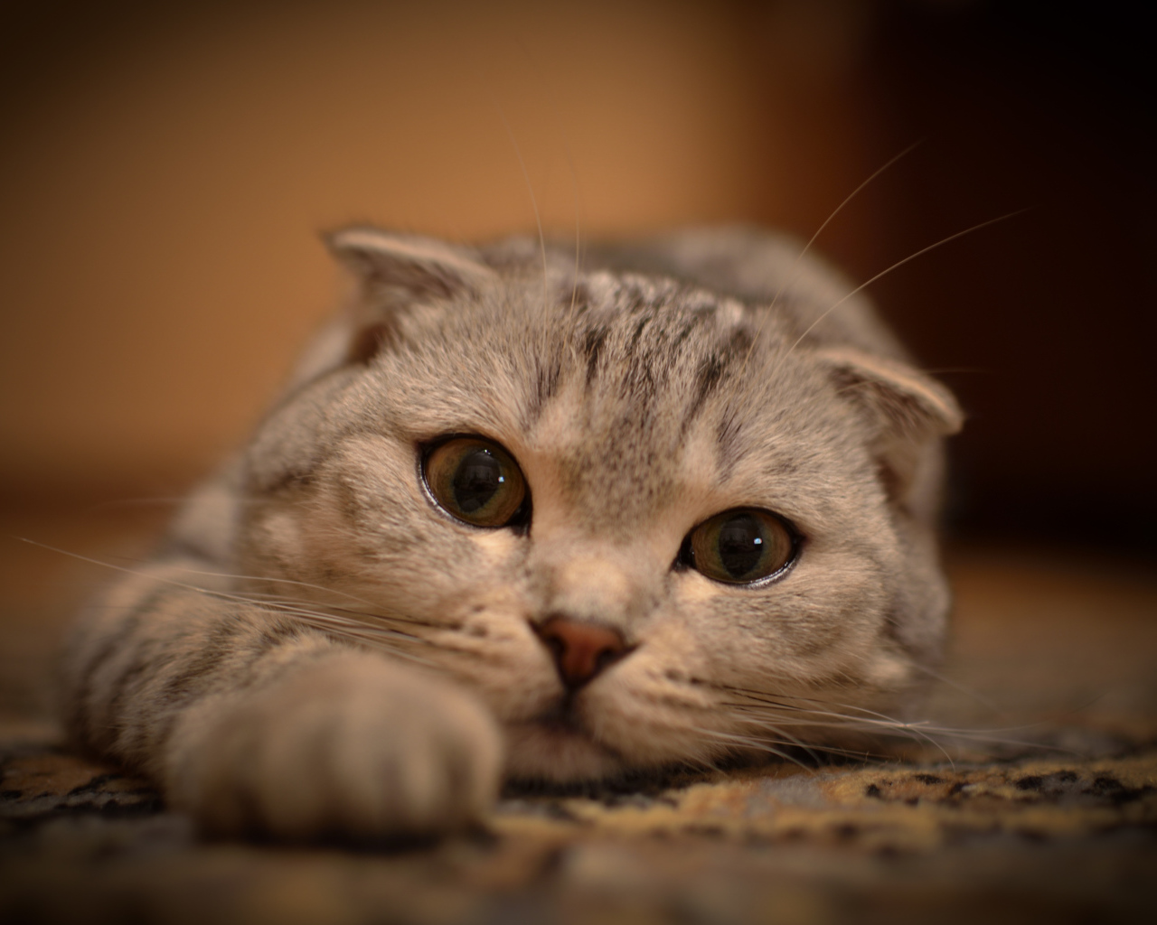 Милая шотландская кошка