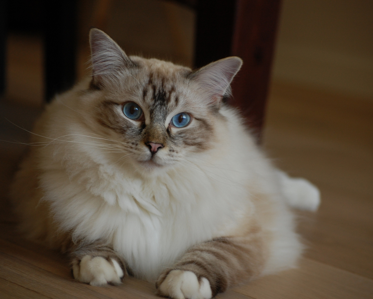 Милая кошка рэгдолл