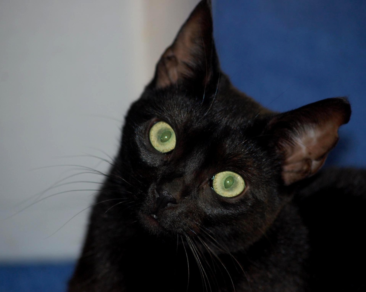 Милый котенок бомбейской кошки