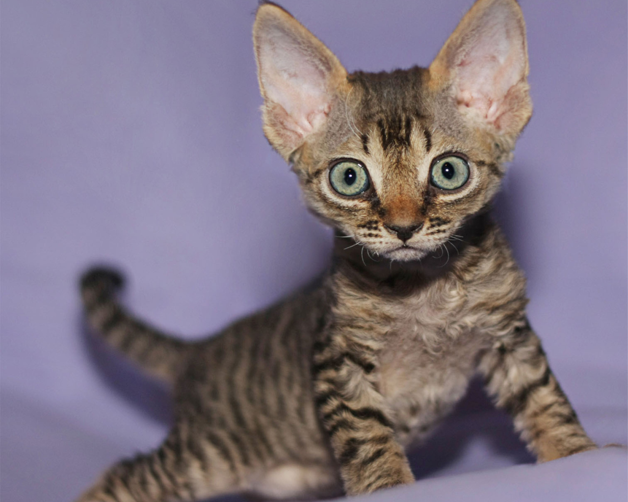 Милый котенок девон-рекс
