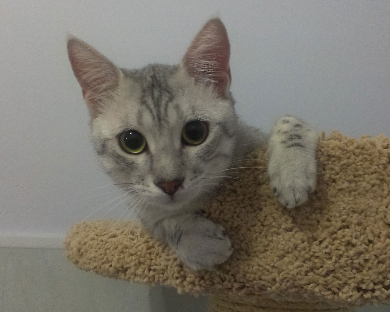 Милый котенок египетская мау