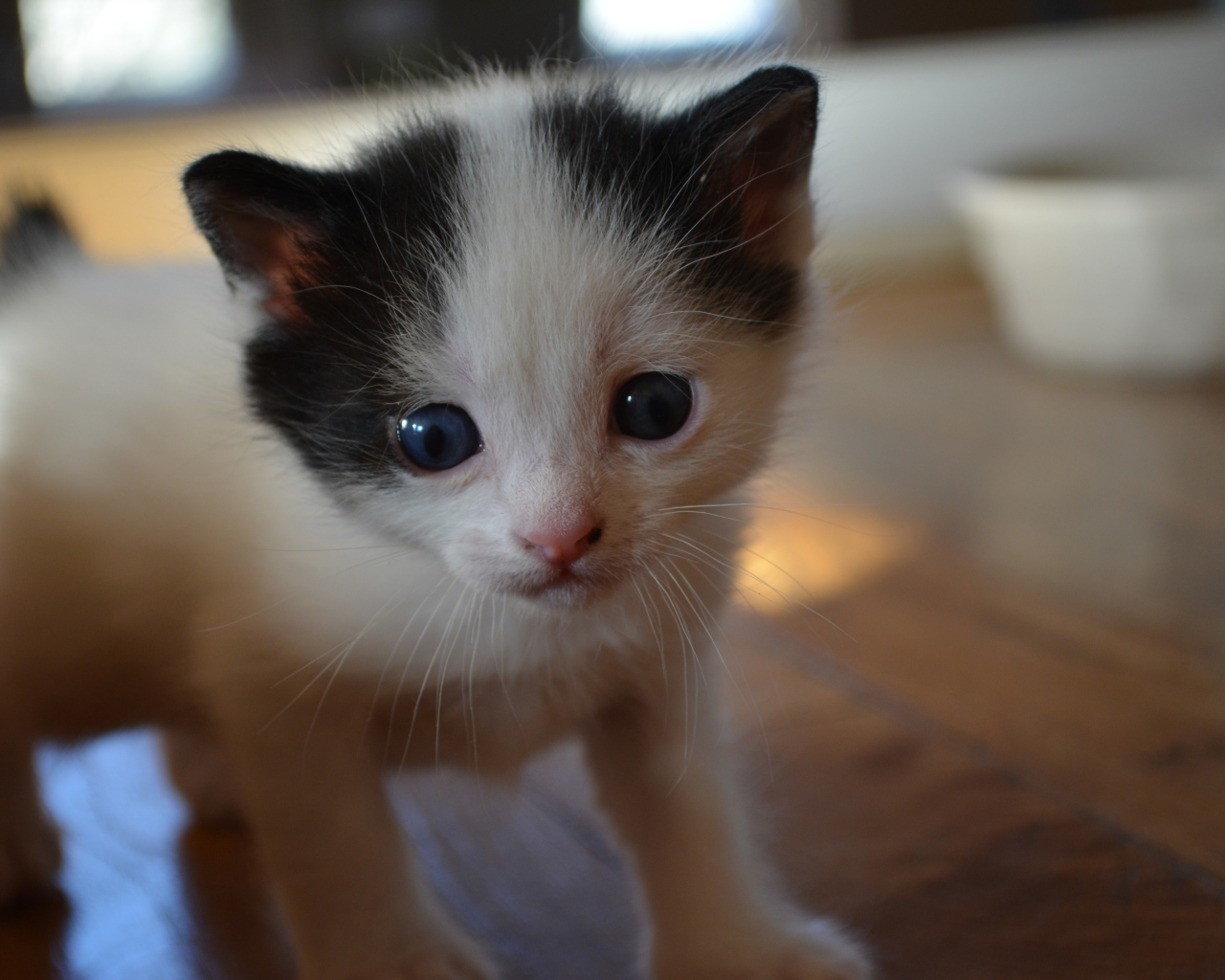 Милый котенок японского бобтейла