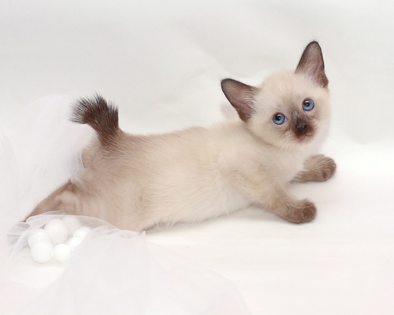 Милый котенок меконгский бобтейл(автор Nelly Shuyskaya)