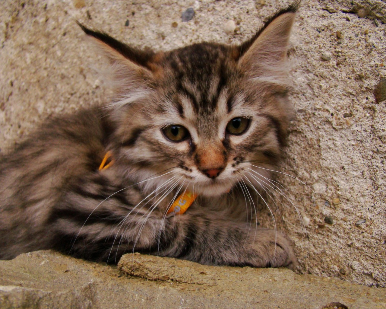 Милый котенок пиксибоб