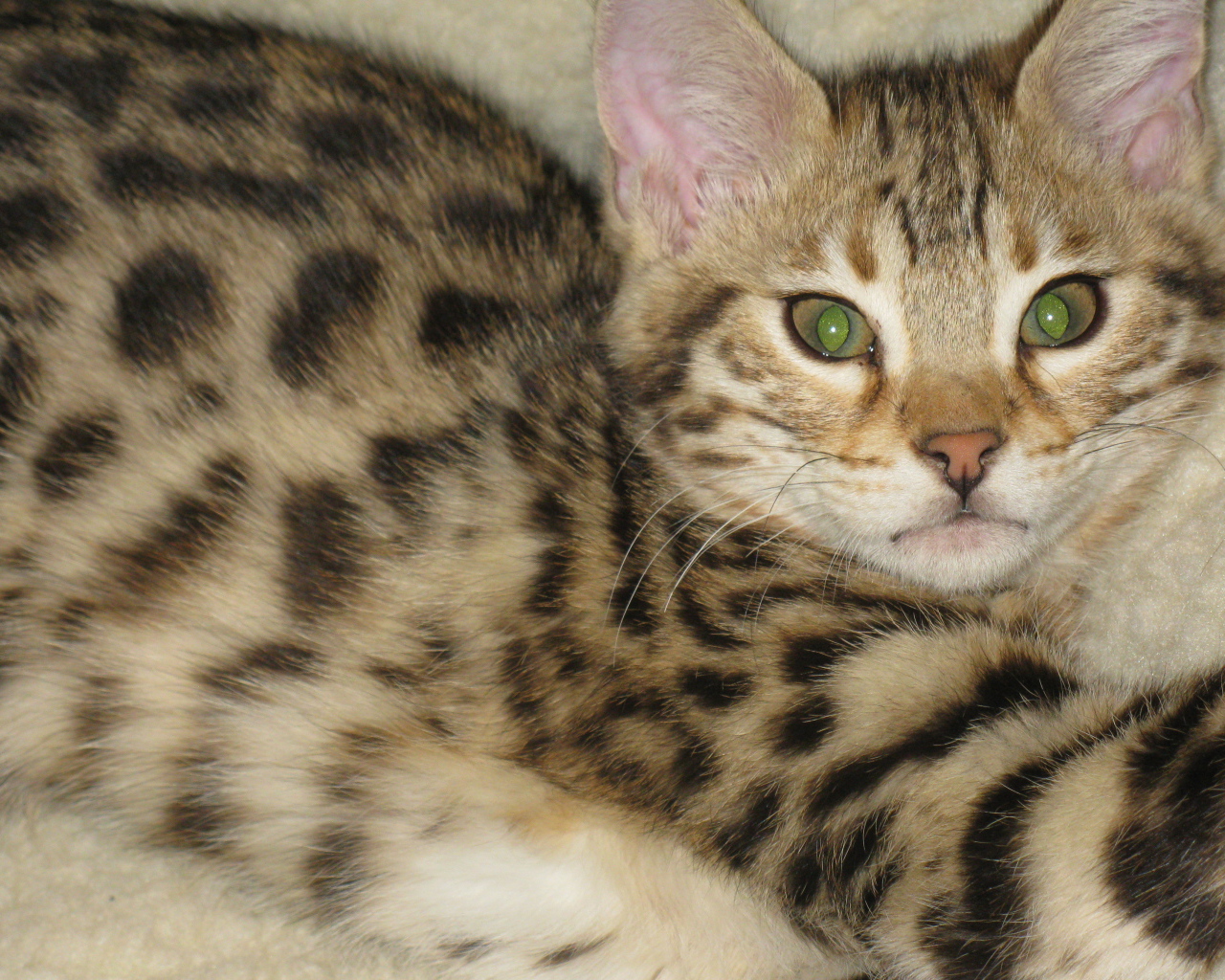 Милый котенок саванна