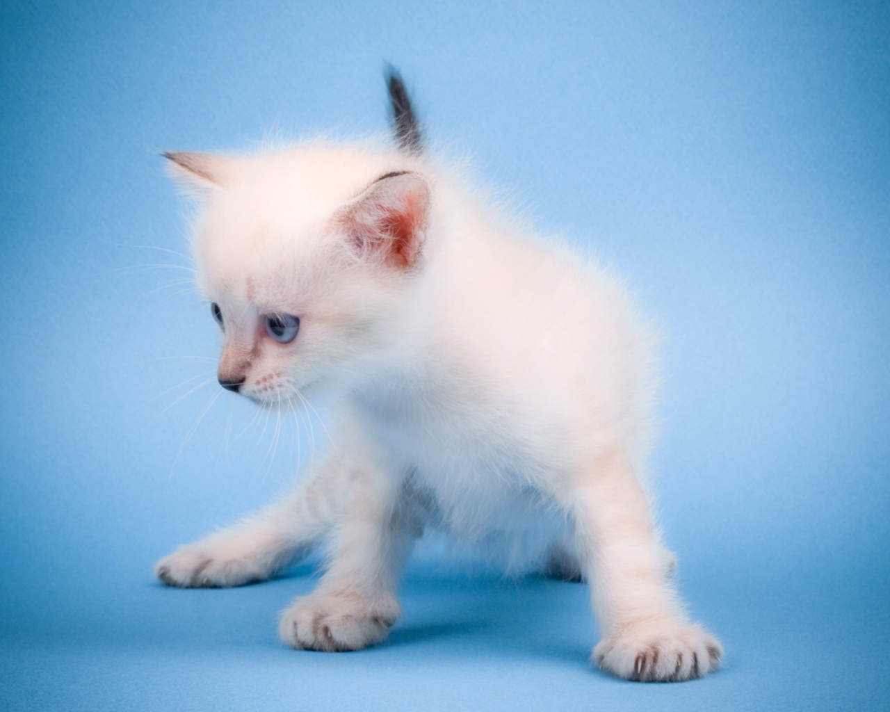 Мяукающий котенок