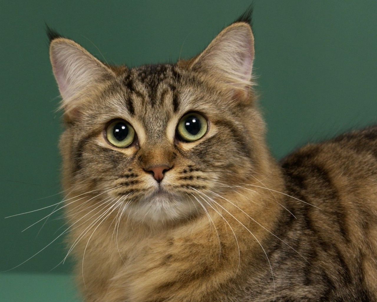 Милашка американский бобтейл