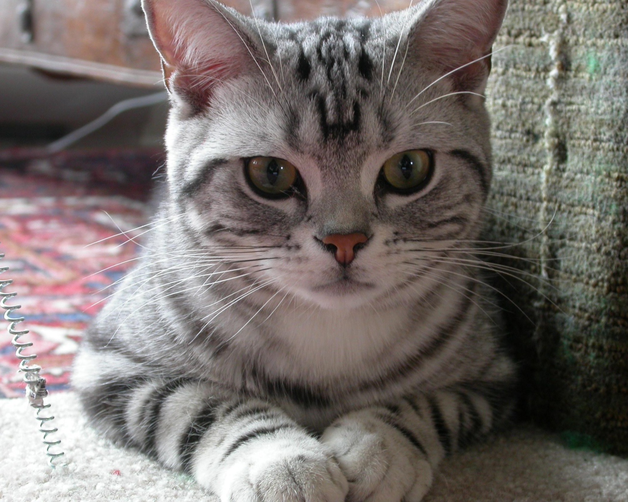 Милашка американская жесткошерстная кошка