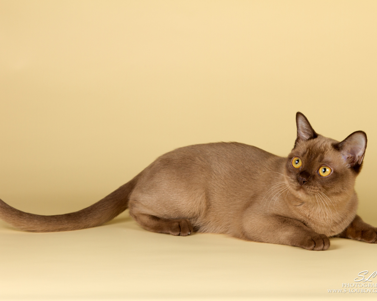 Милашка бурманская кошка