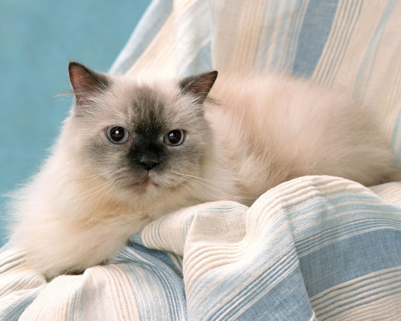 Милашка гималайская кошка