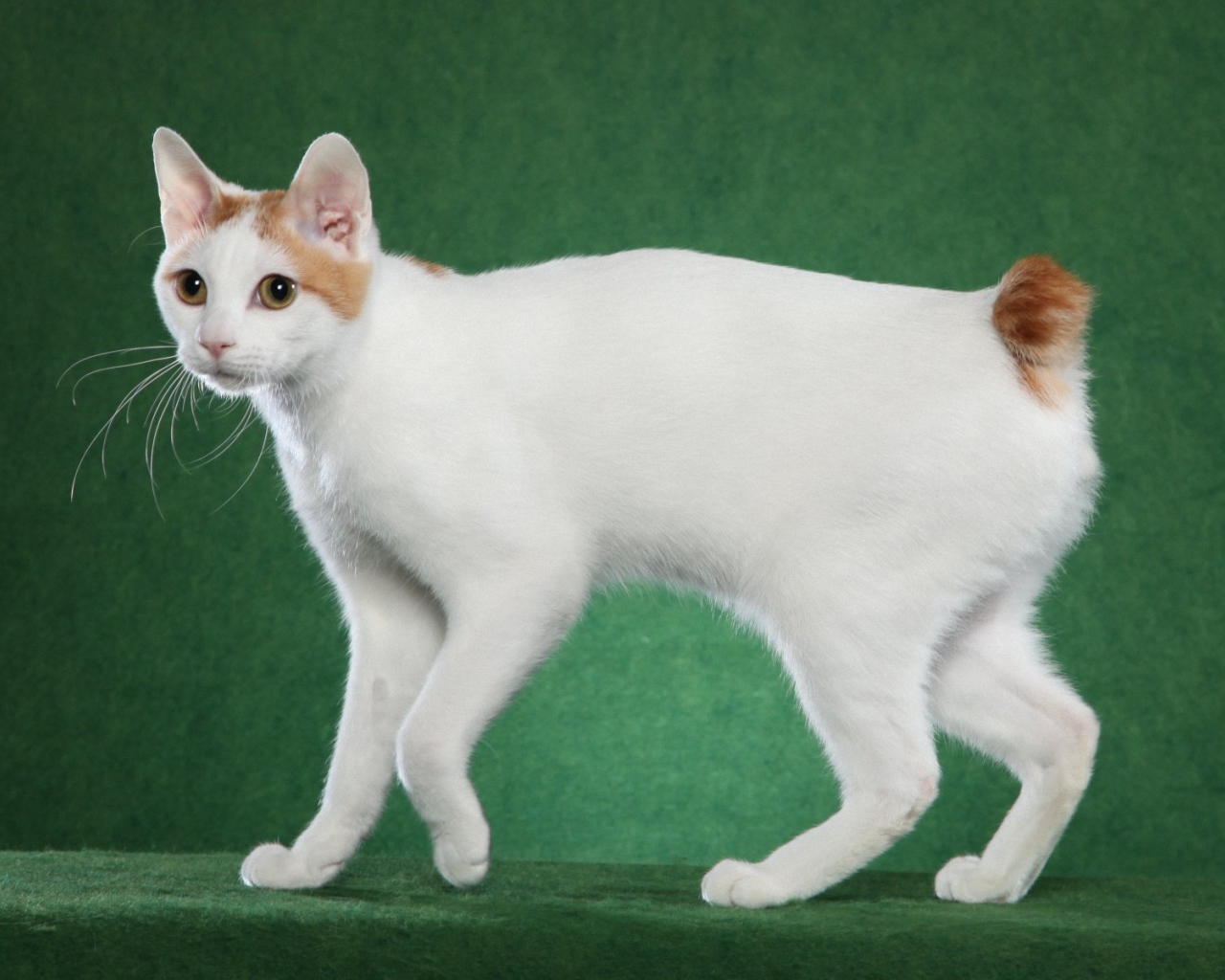 Милашка японский бобтейл