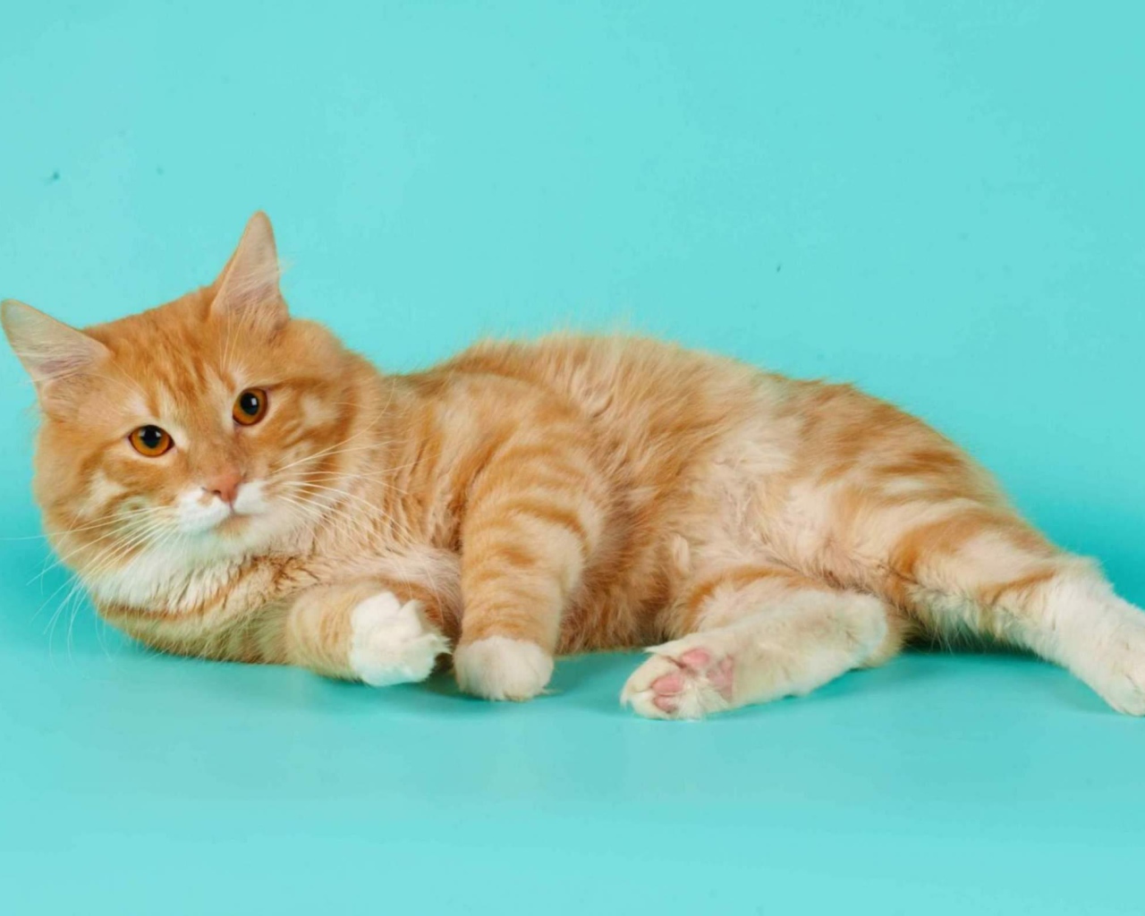 Милашка курильский бобтейл