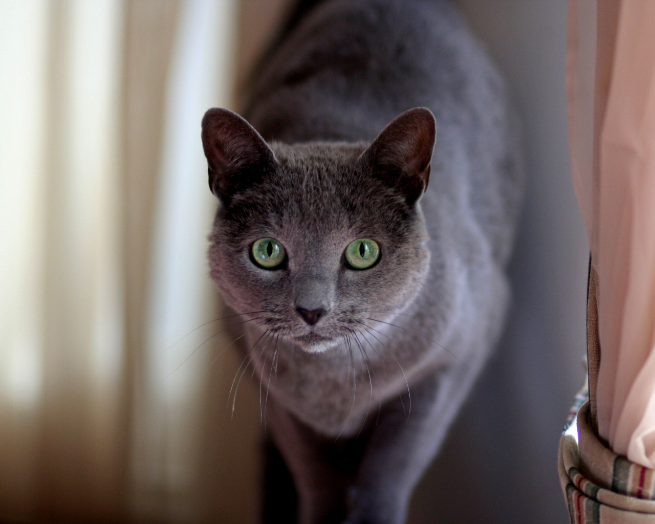 Милашка русская голубая кошка