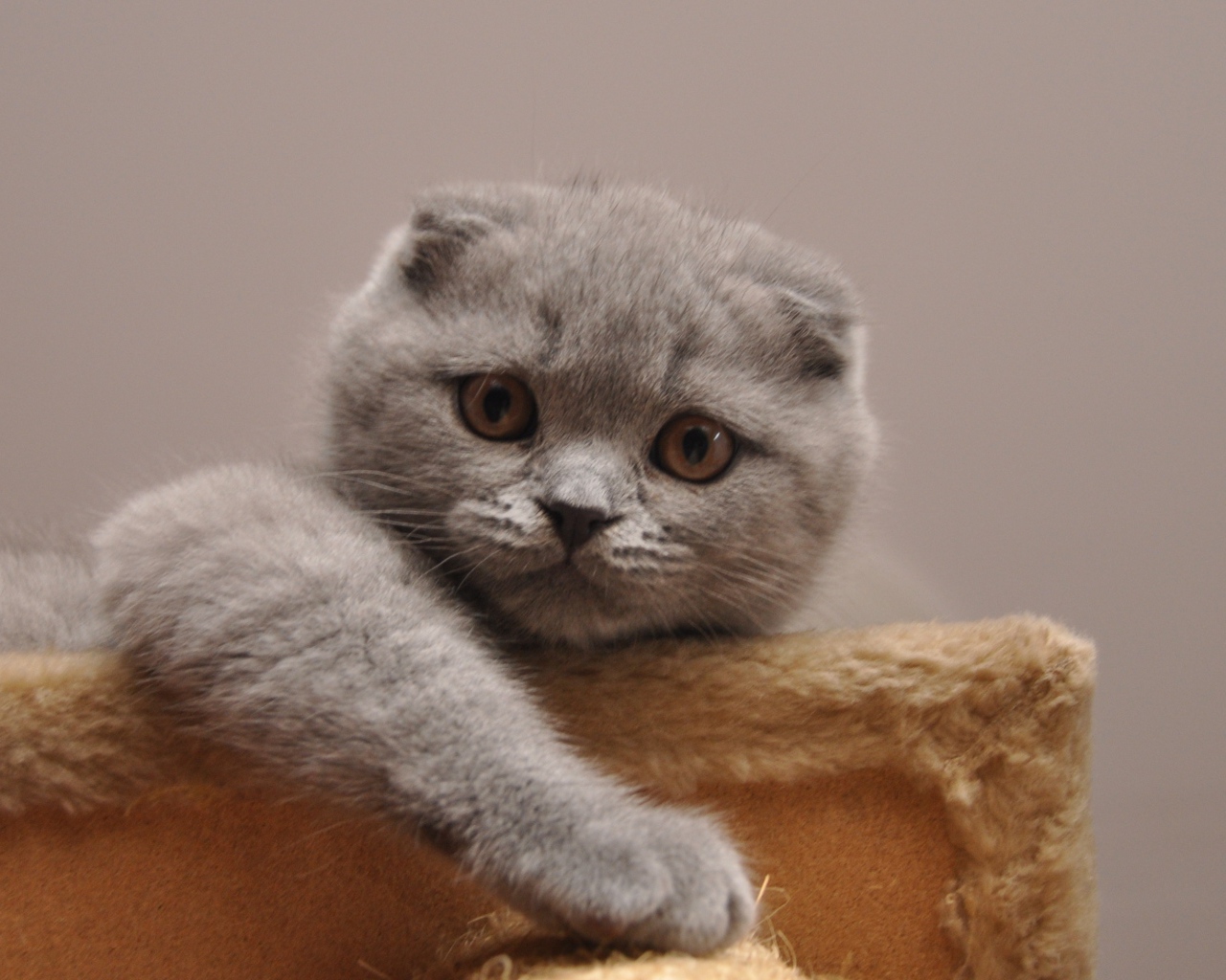 Милашка шотландская кошка