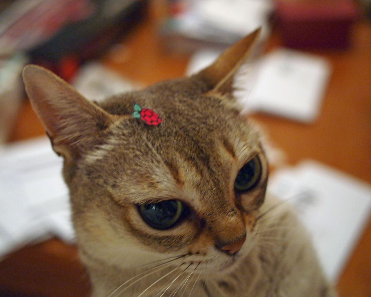 Украшение для сингапурской кошки