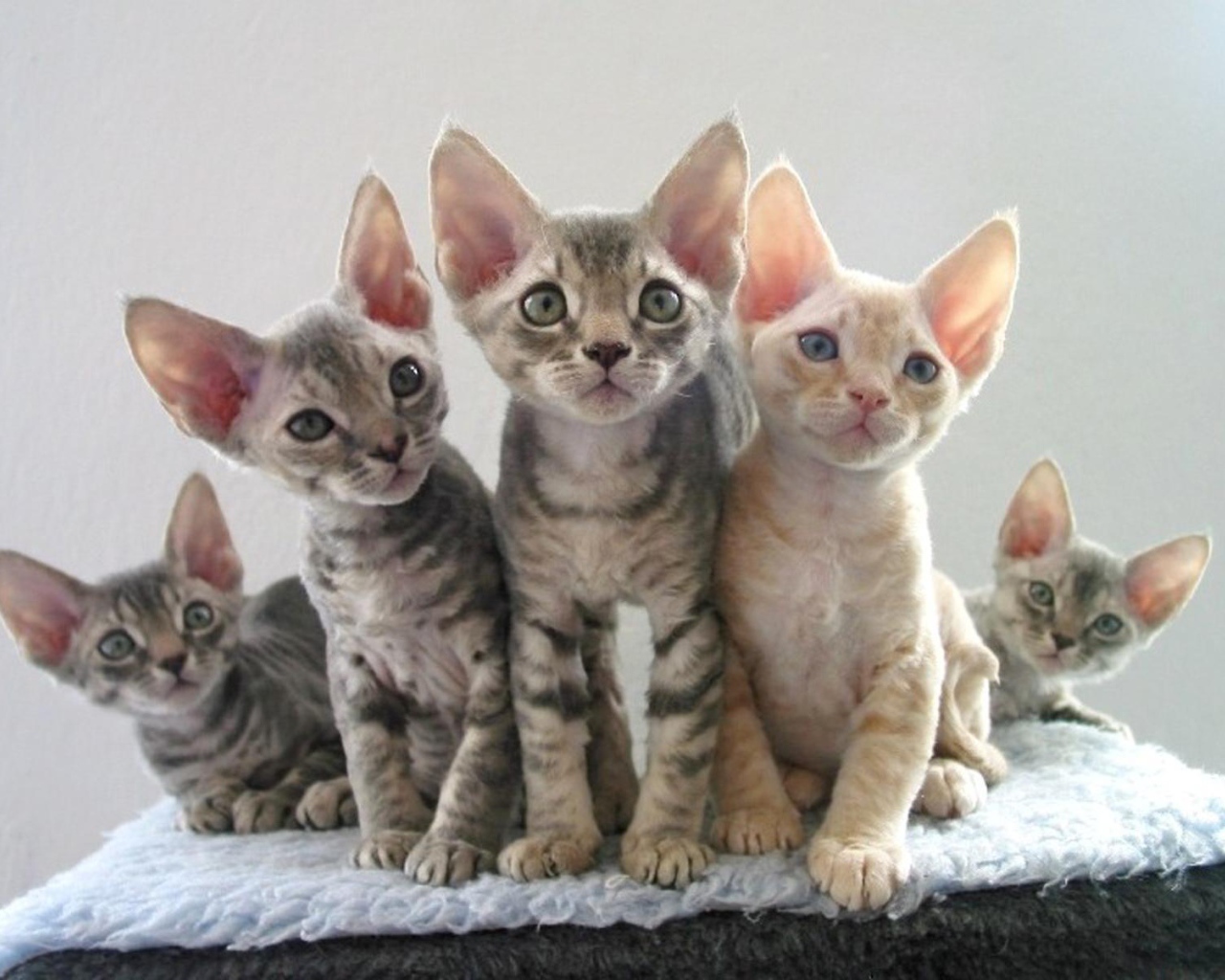 Котята девон-рекс