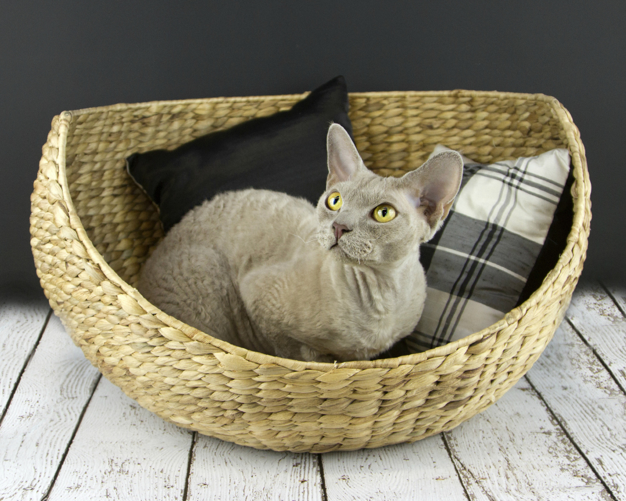 Кот девон-рекс в корзине