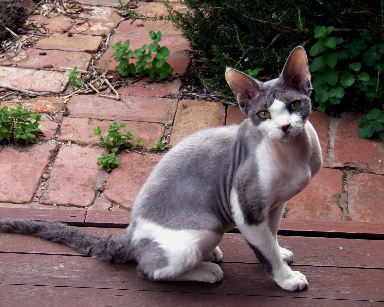 Девон рекс на улице