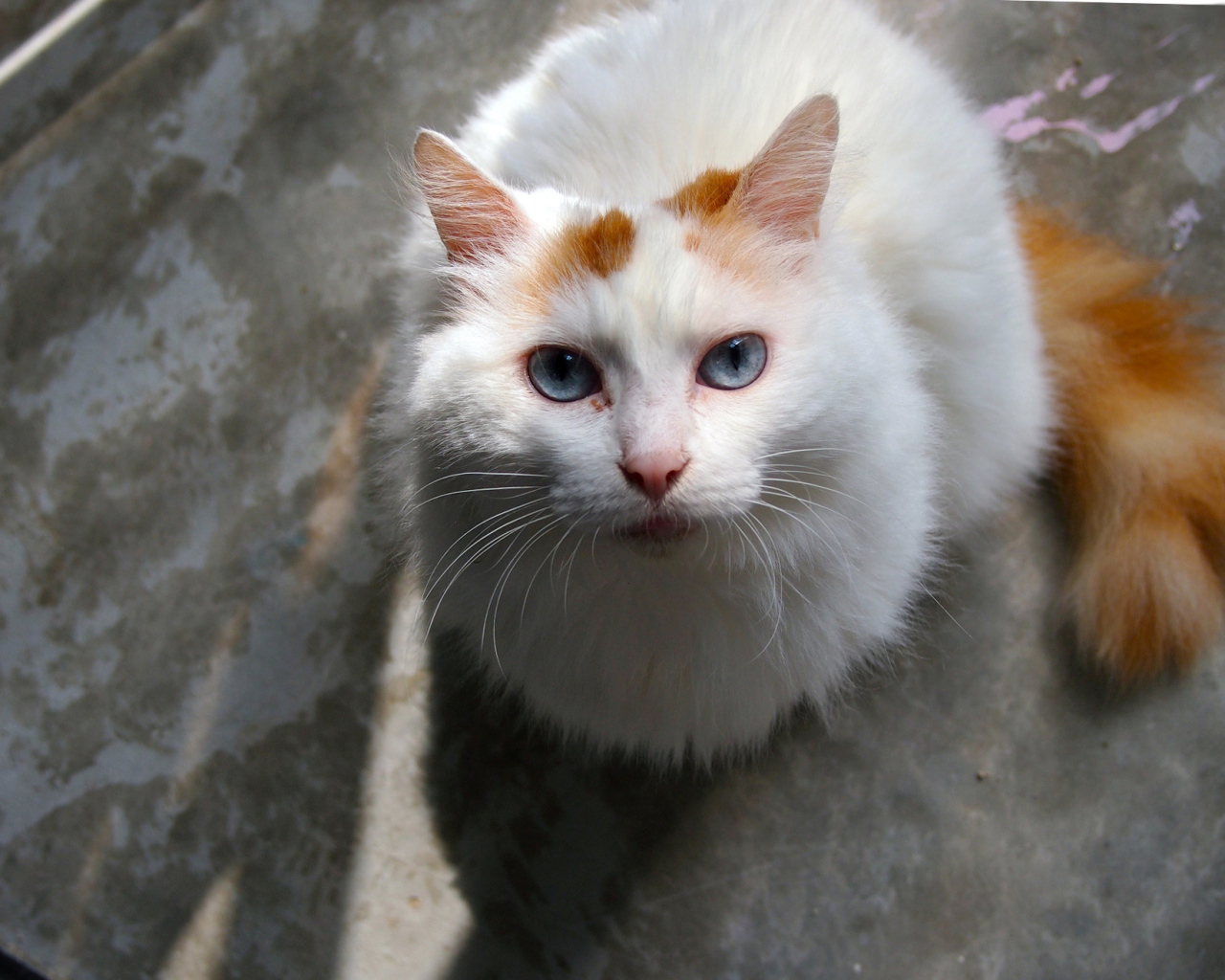 Преданный турецкий ван