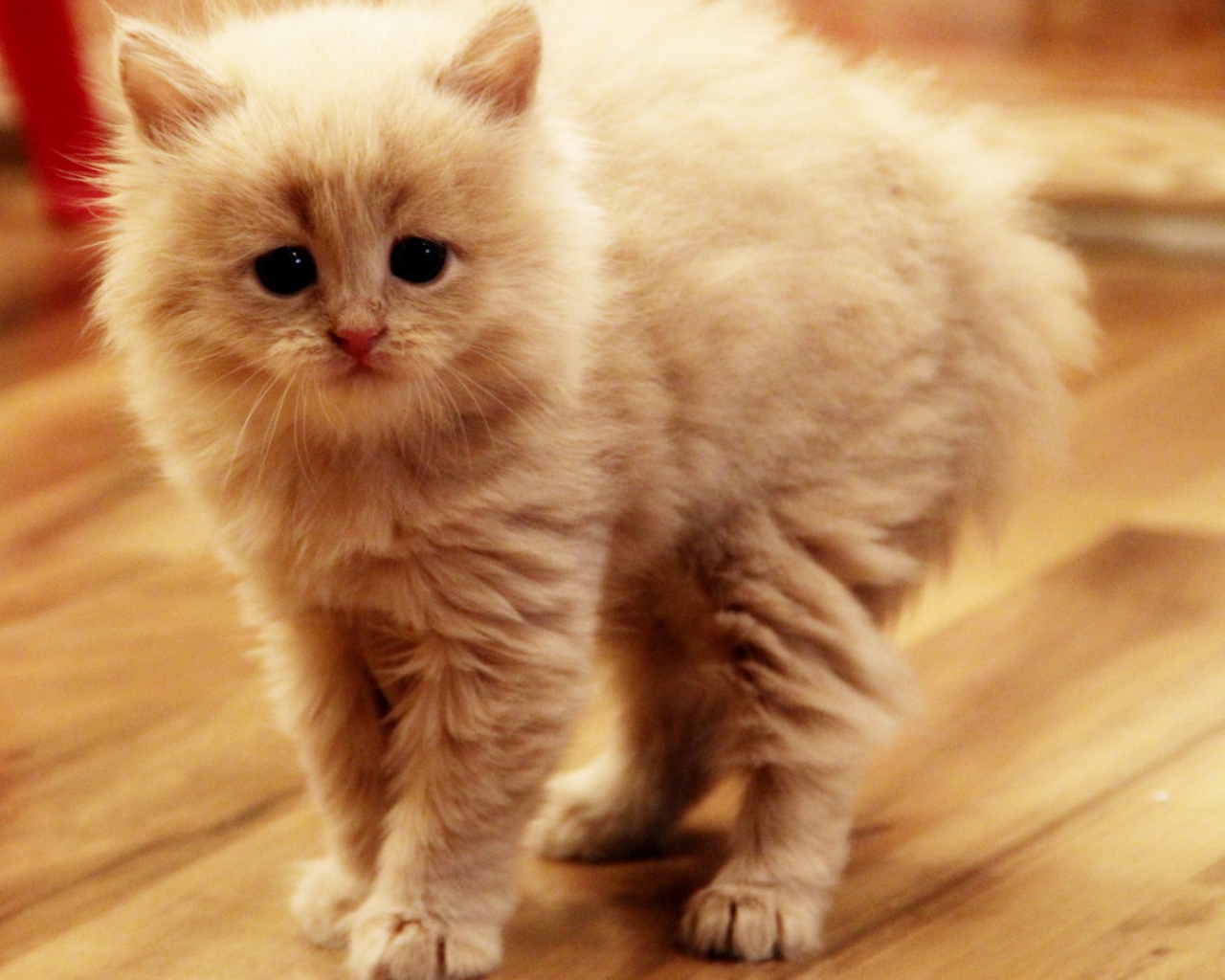 Взъерошенный котенок