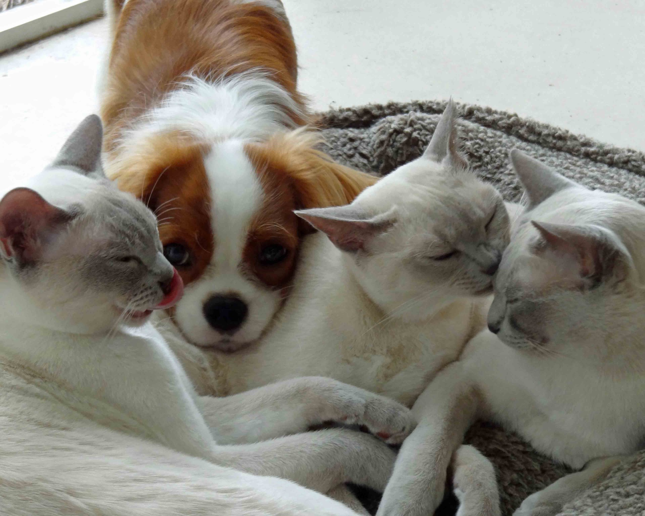 Собака и тонкинские кошки