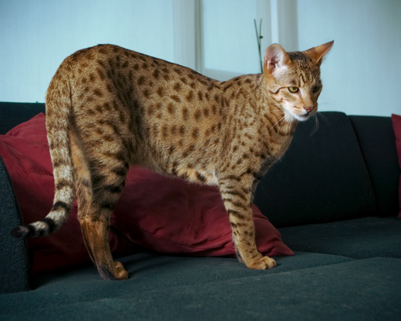 Домашняя кошка саванна