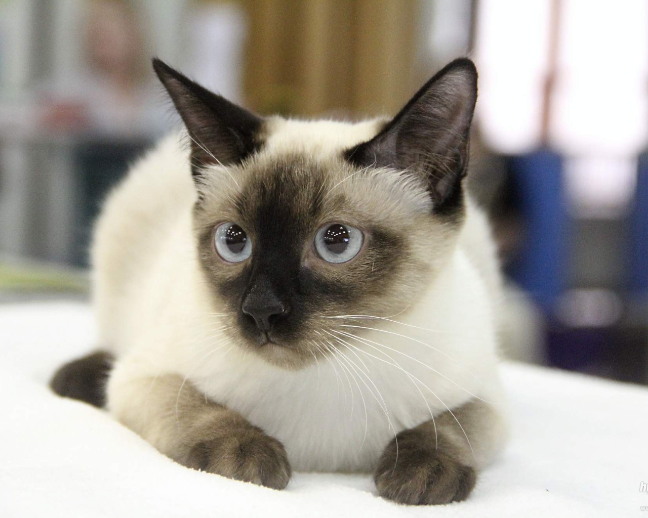 Ушастый кот меконгский бобтейл