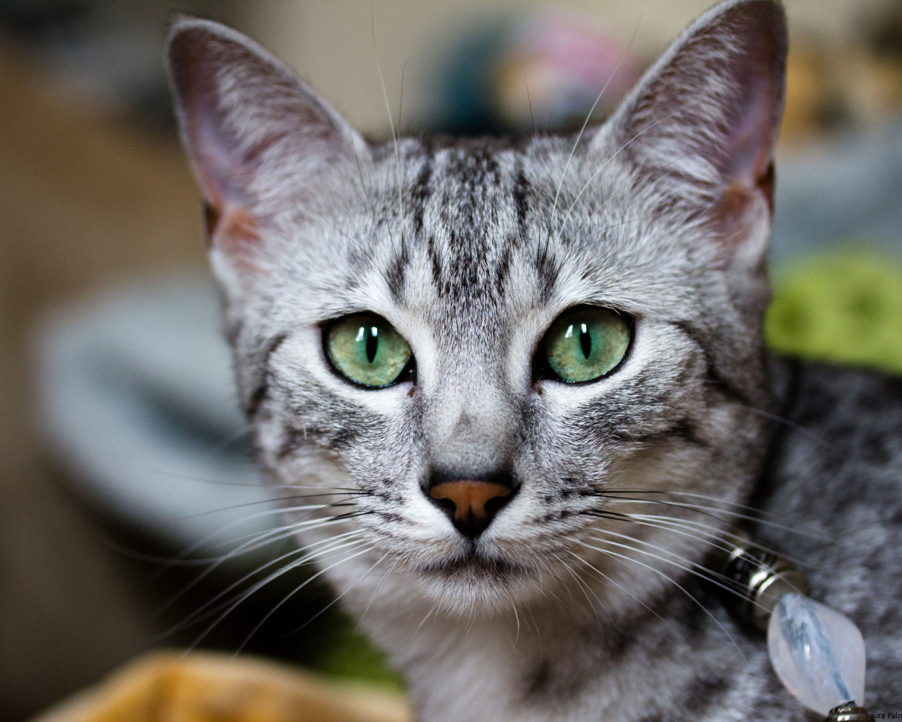 Кошка египетская мау