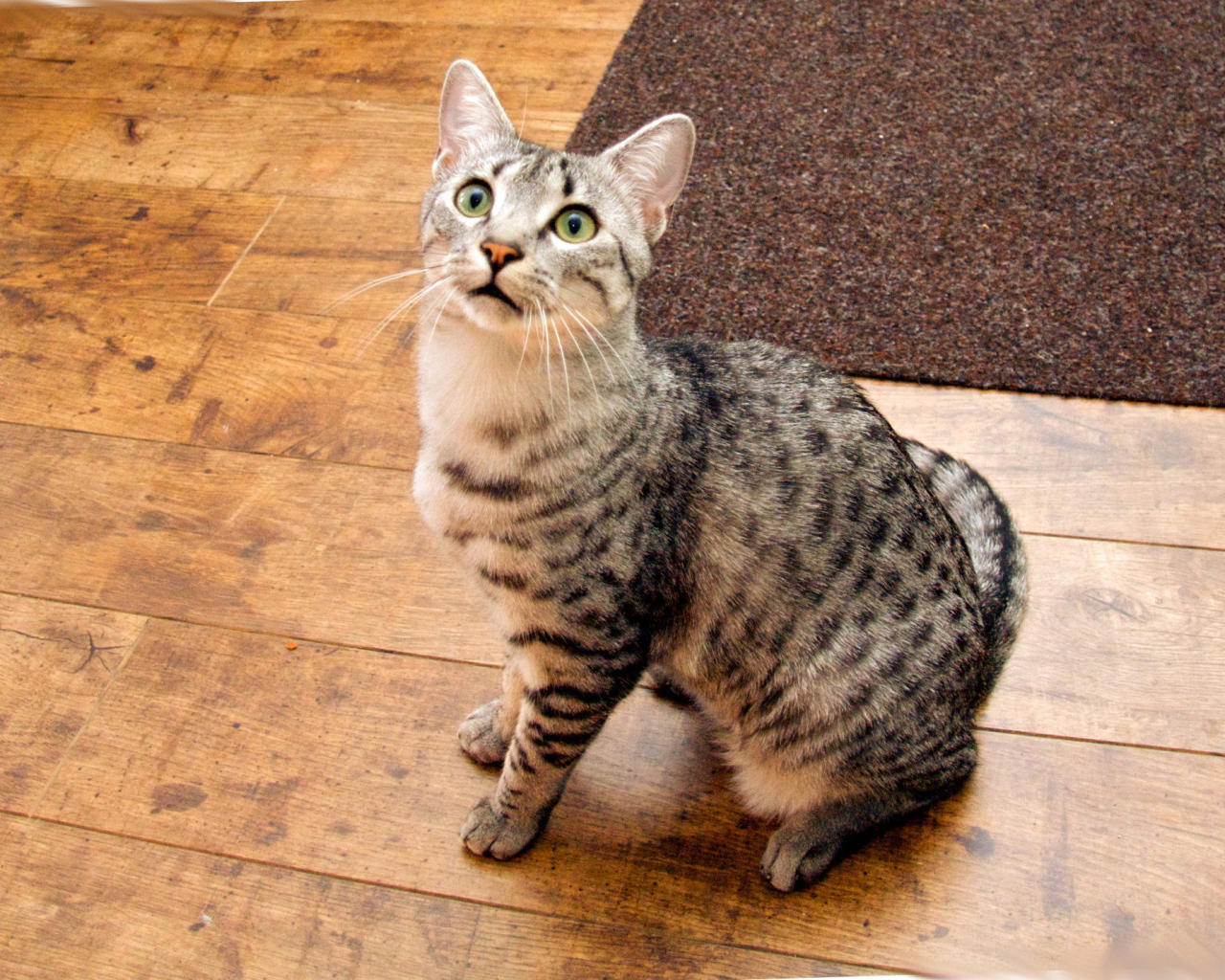 Кошка египетская мау  на полу