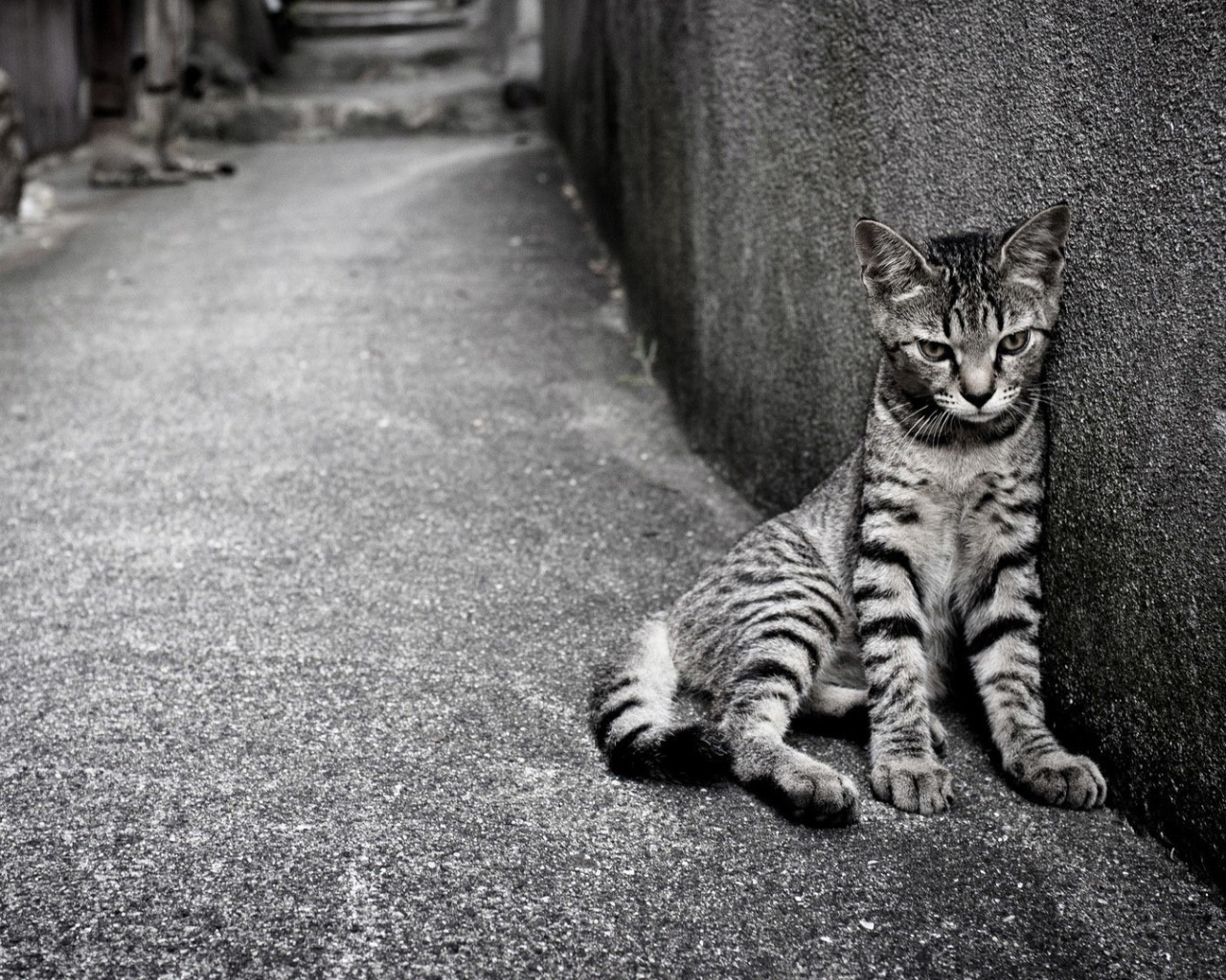 Кошка египетская мау на улице