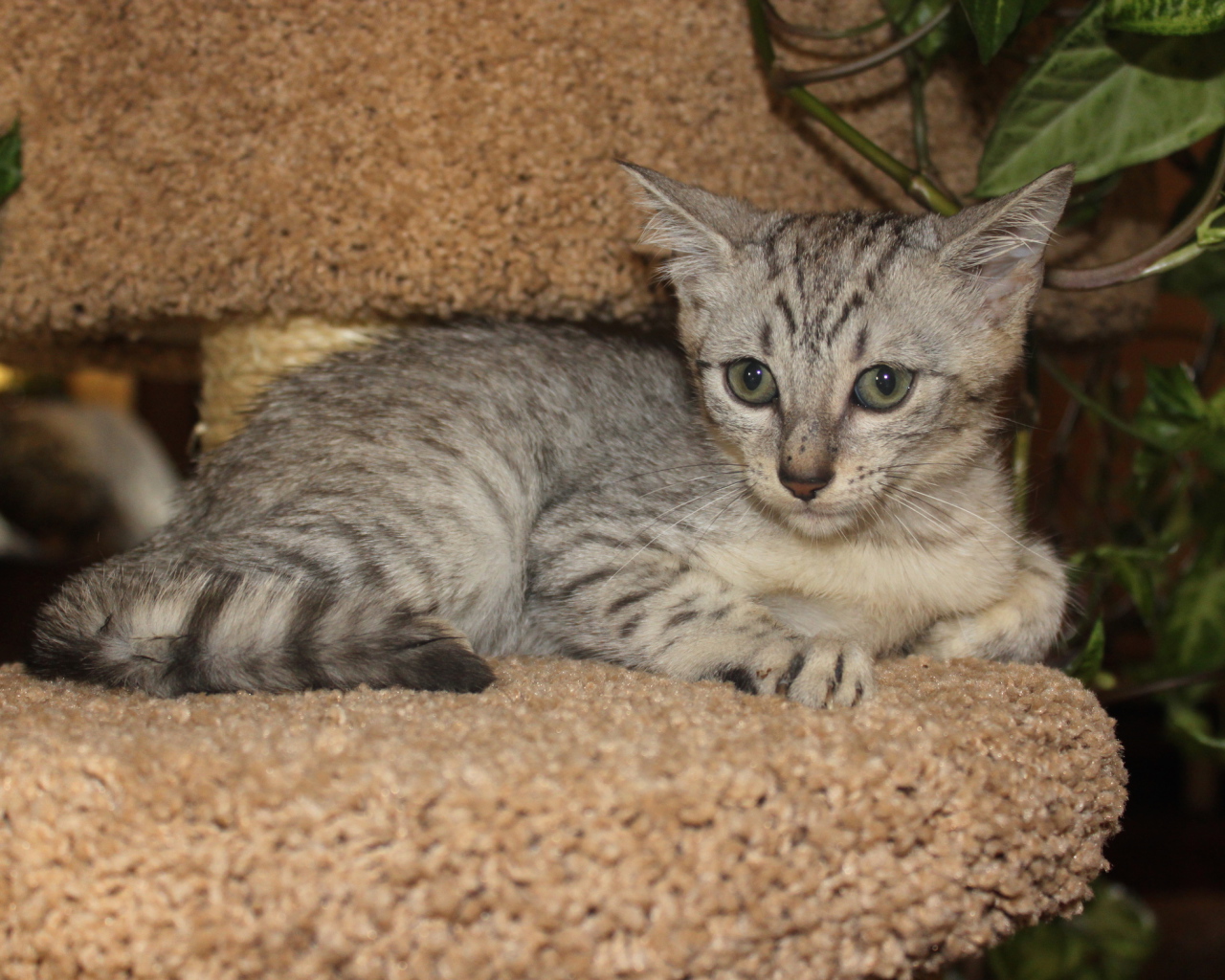 Котенок египетская мау