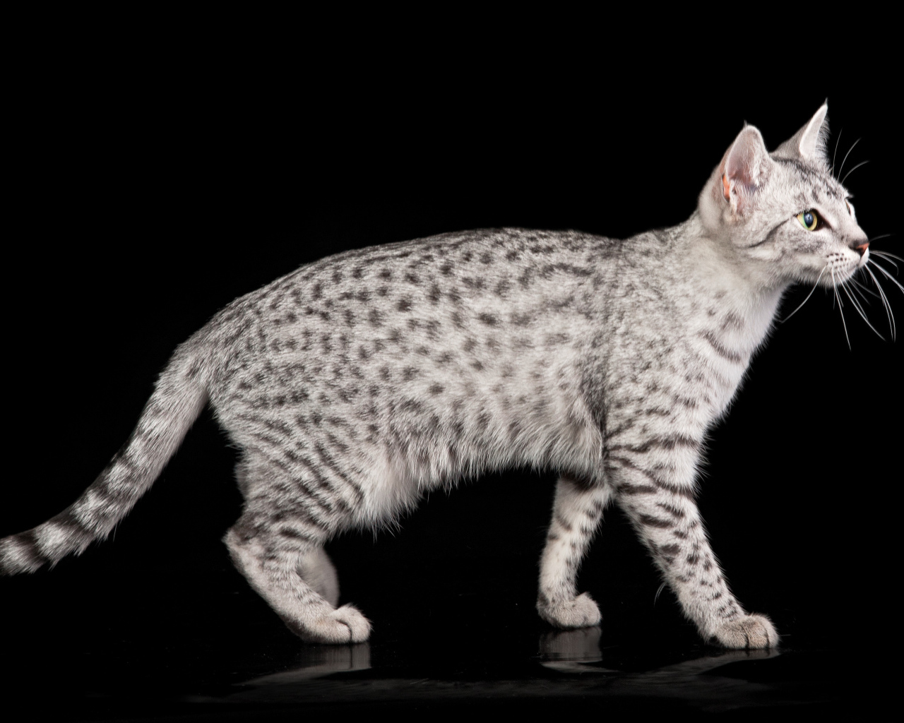 Египетская мау на черном фоне