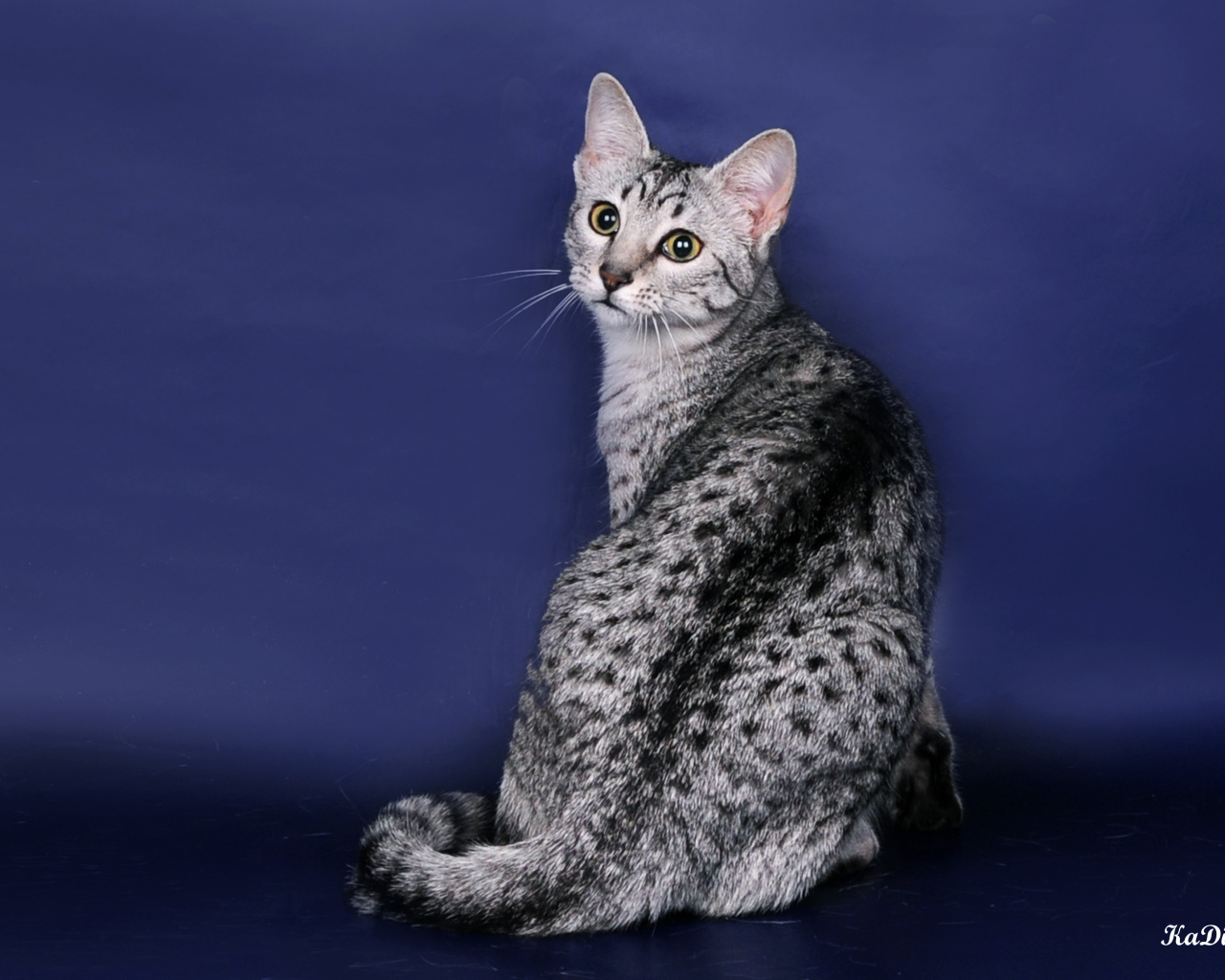 Египетская мау на синем фоне