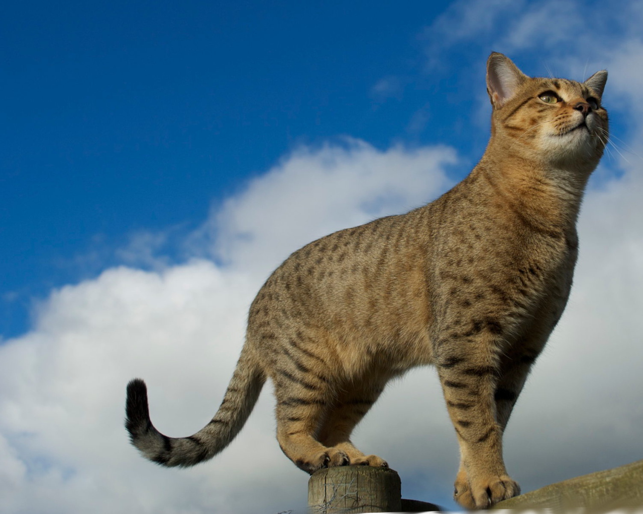 Египетская мау на заборе