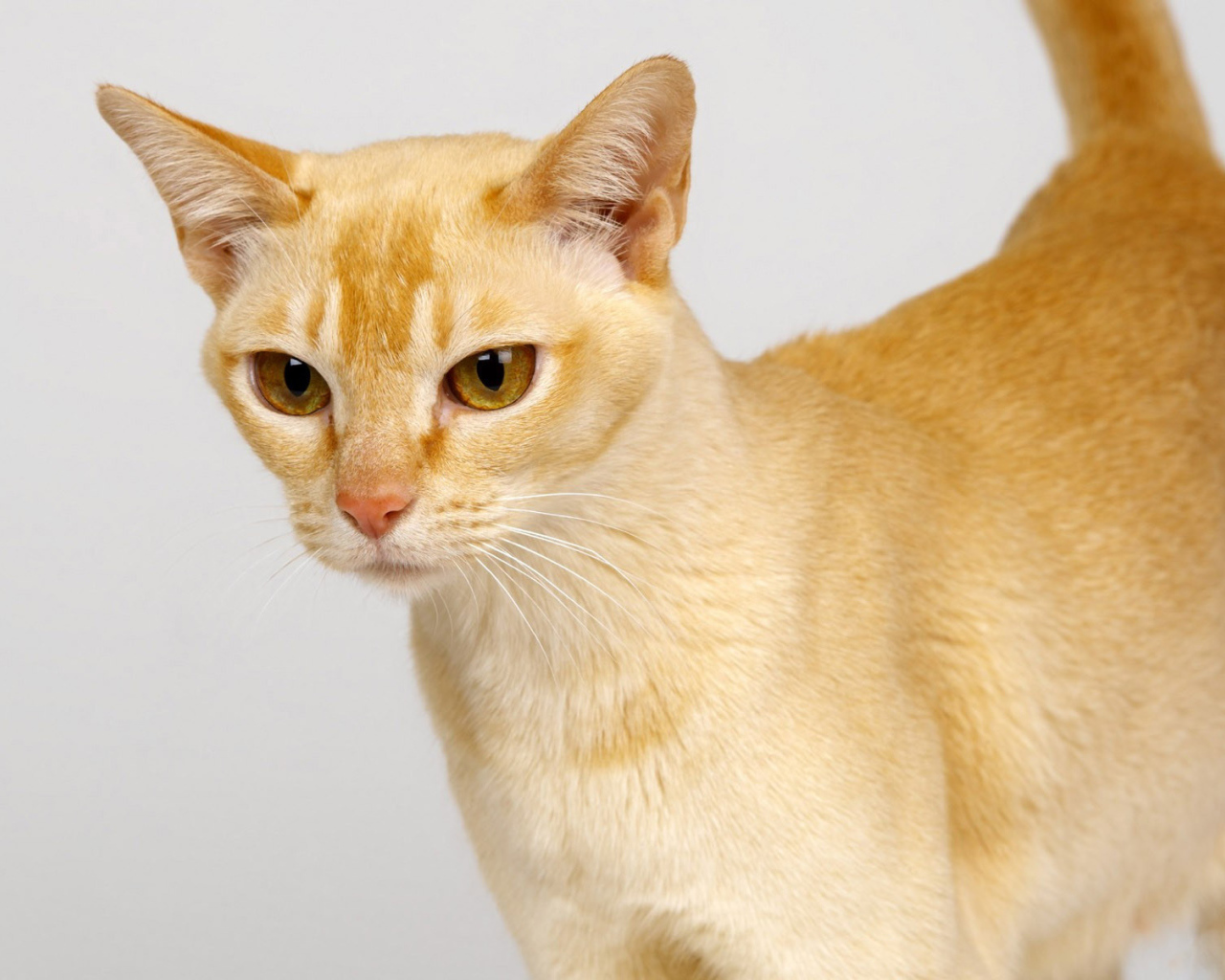 Выразительный глаза цейлонской кошки