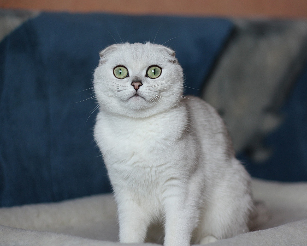 Выразительные глаза шотландской кошки