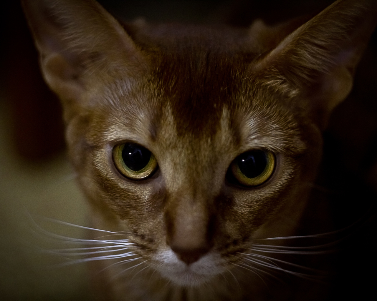 Глаза абиссинской кошки