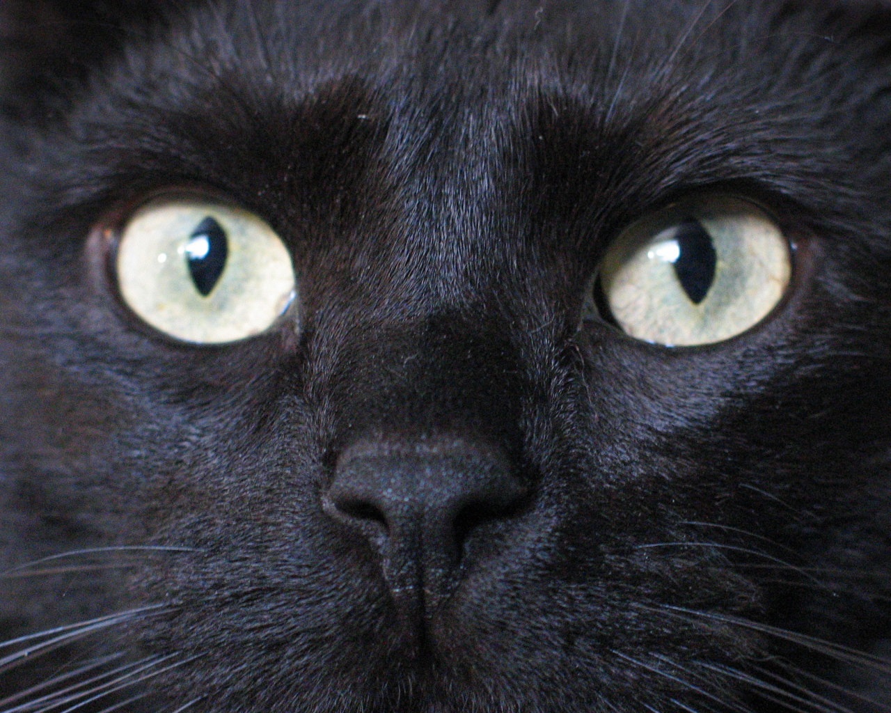 Глаза бомбейской кошки