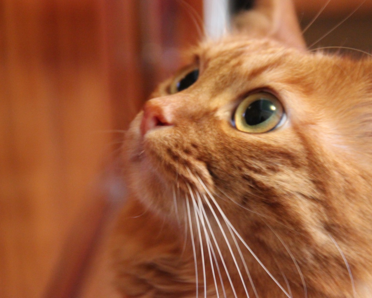 Глаза курильского бобтейла