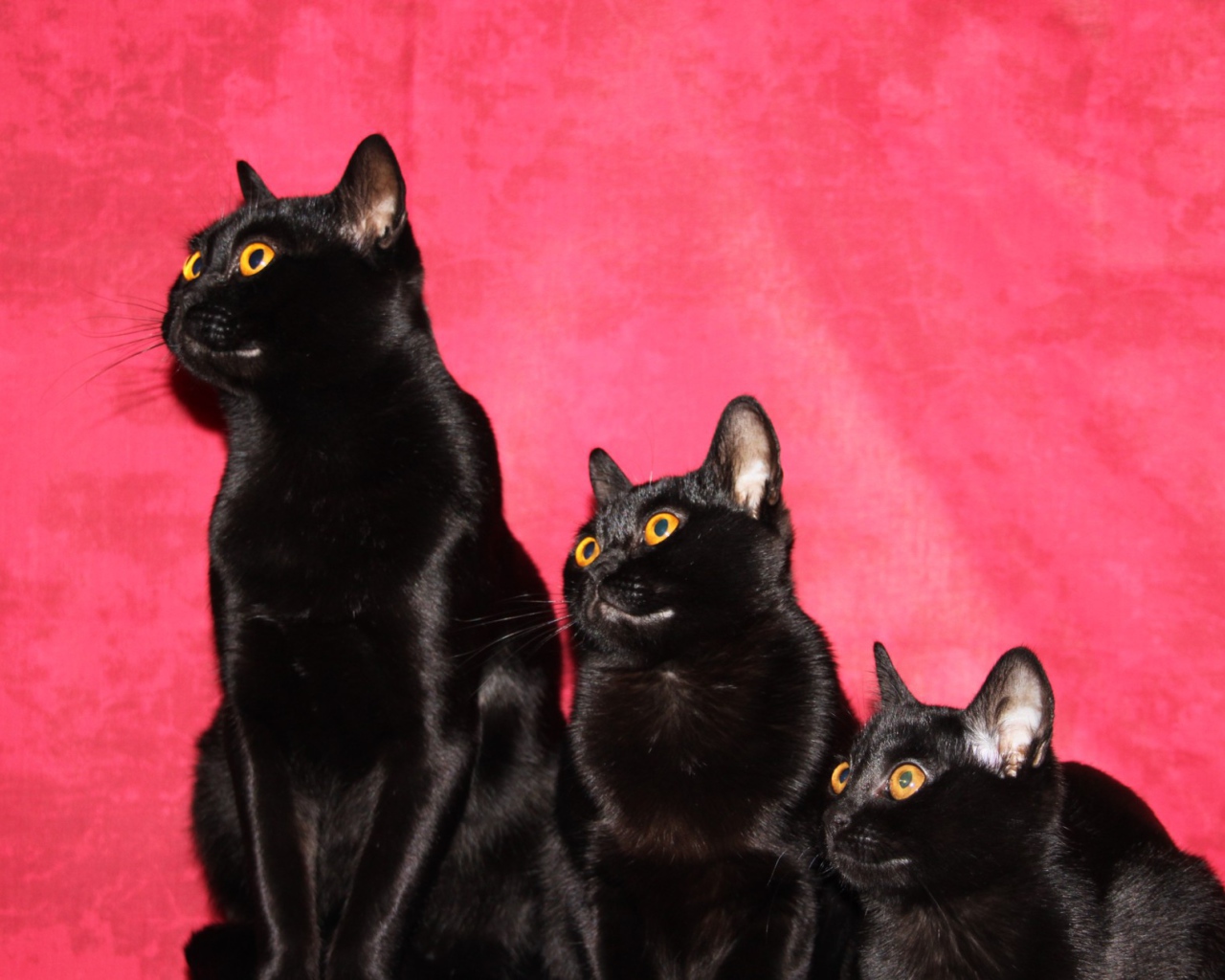 Семья бомбейских кошек