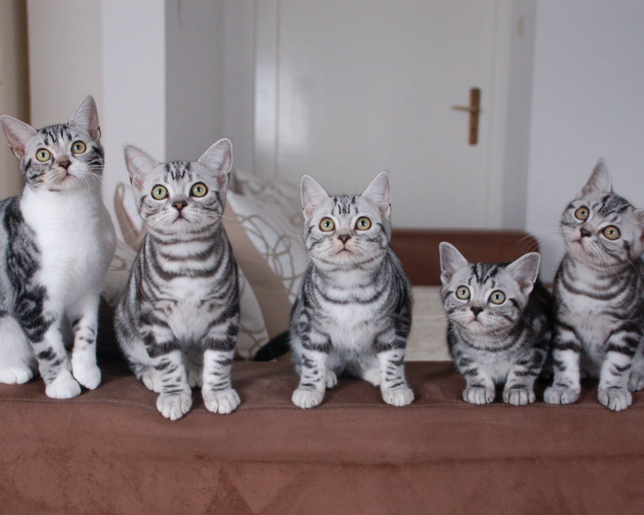 Семейство котят американской короткошерстной кошки