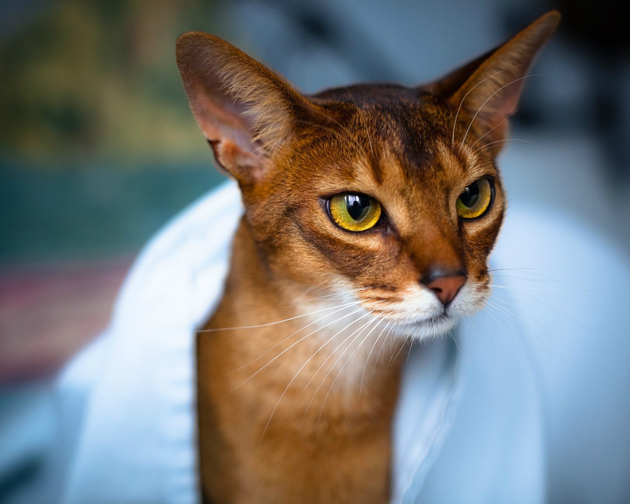 Модная абиссинская кошка