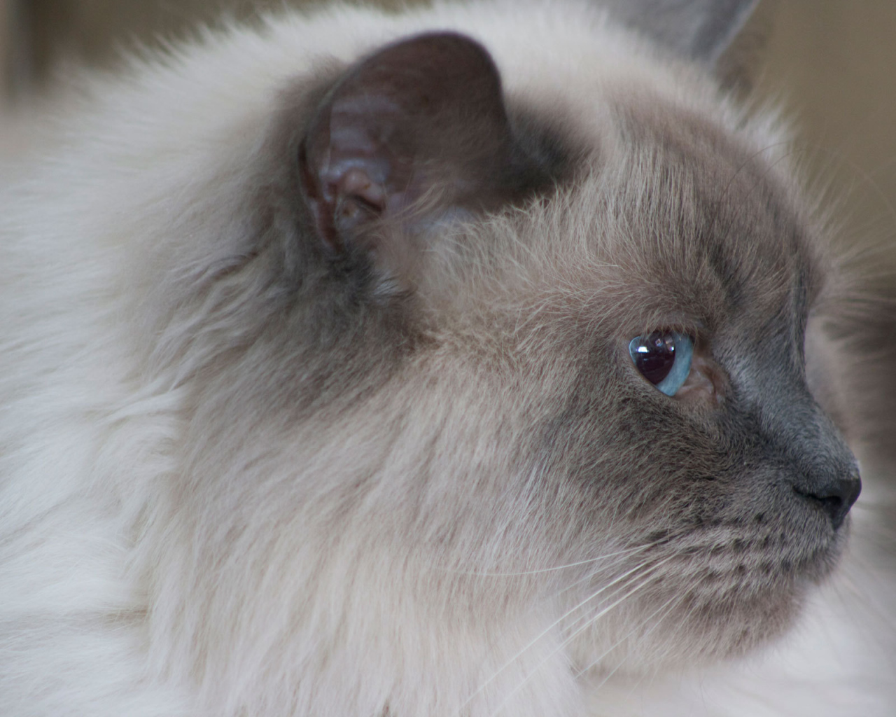 Пушистая гималайская кошка