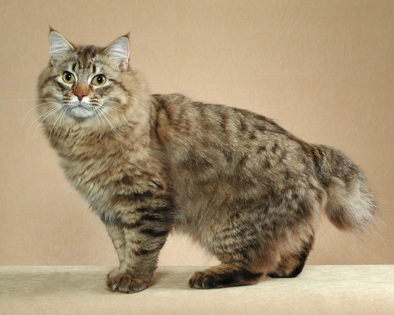 Пушистый японский бобтейл