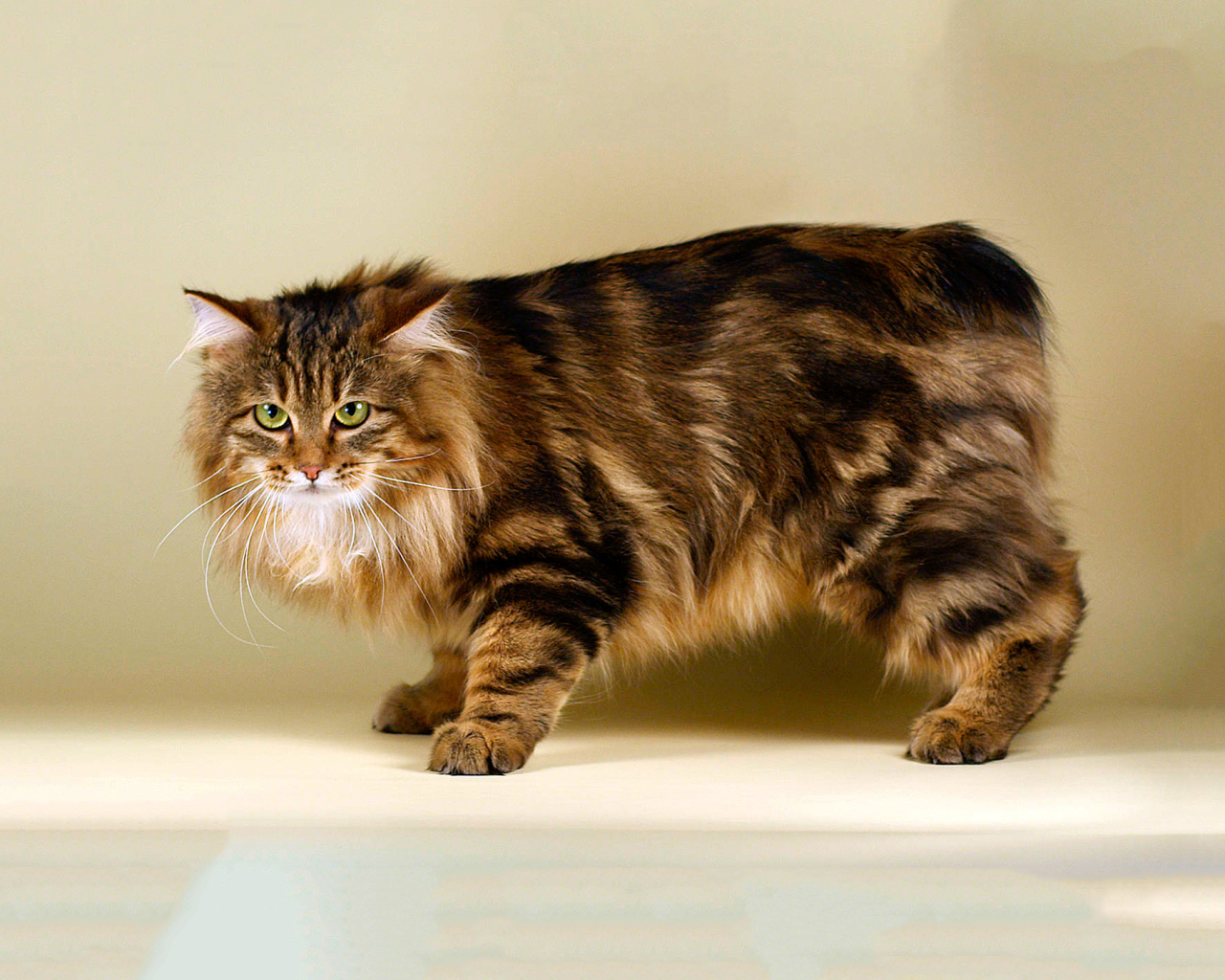 Пушистый курильский бобтейл