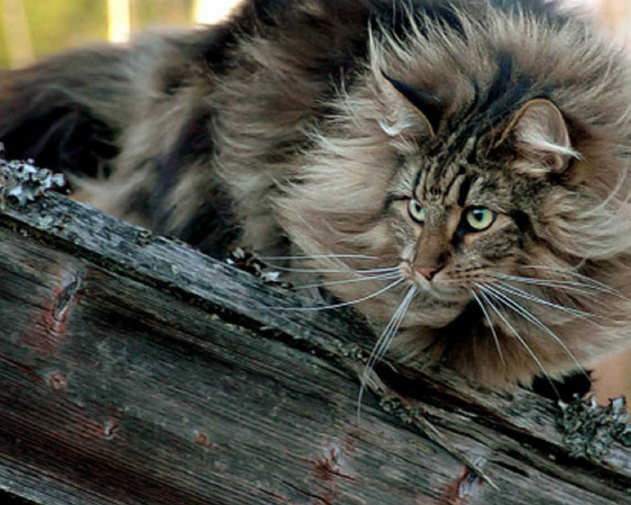 Пушистая норвежская лесная кошка