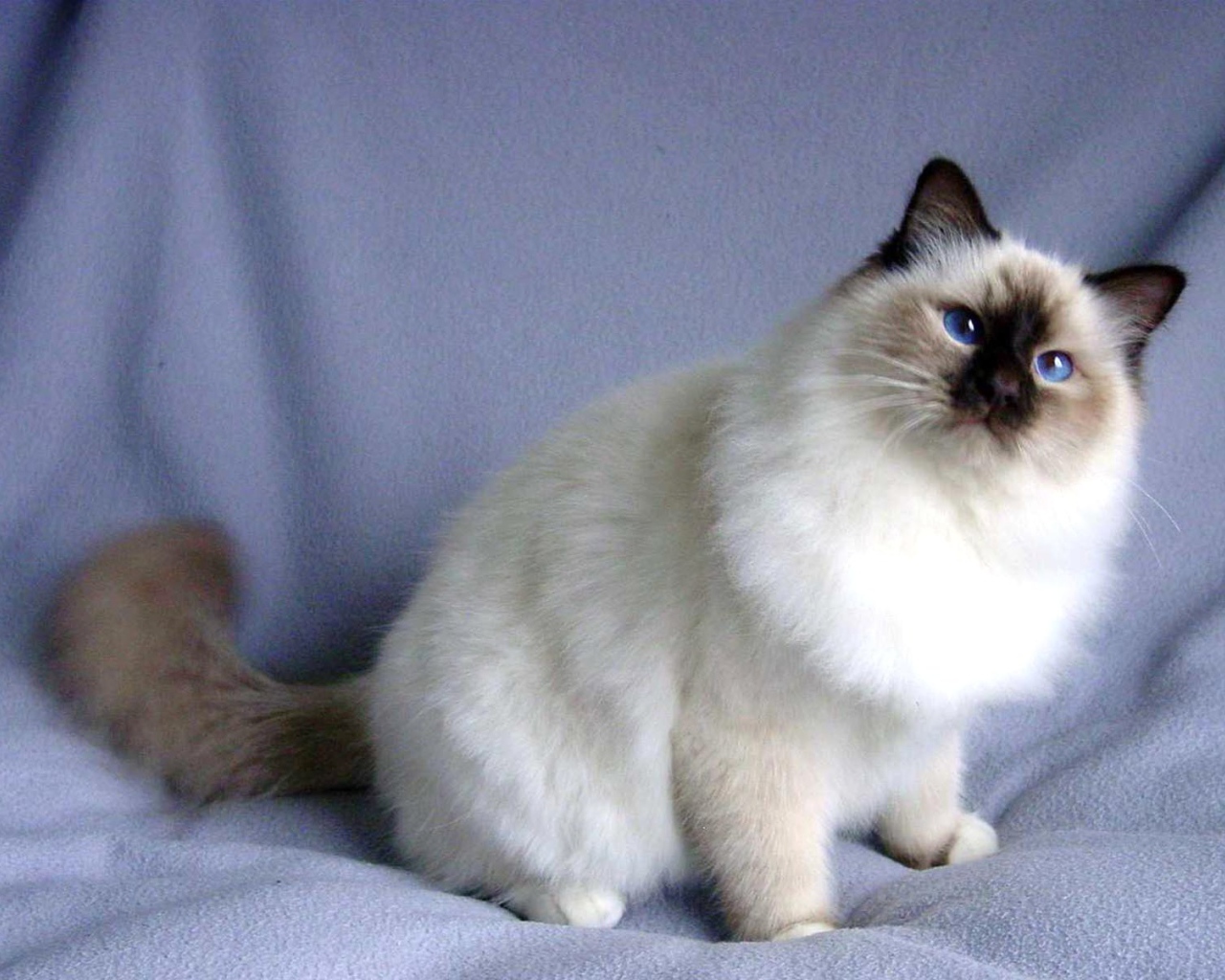 Пушистая кошка сноу-шу