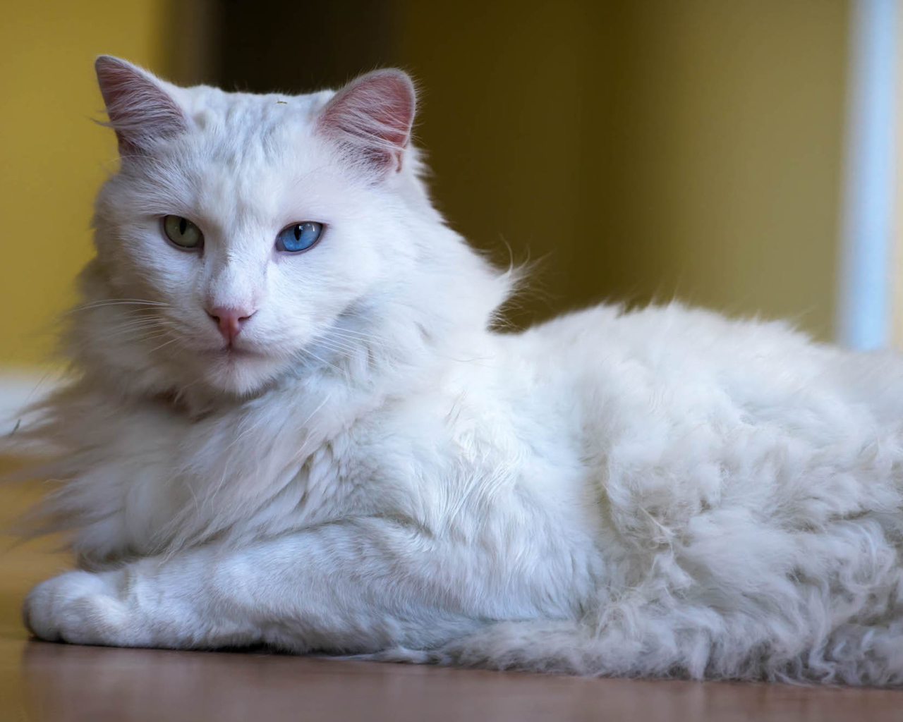 Пушистый кот турецкая ангора