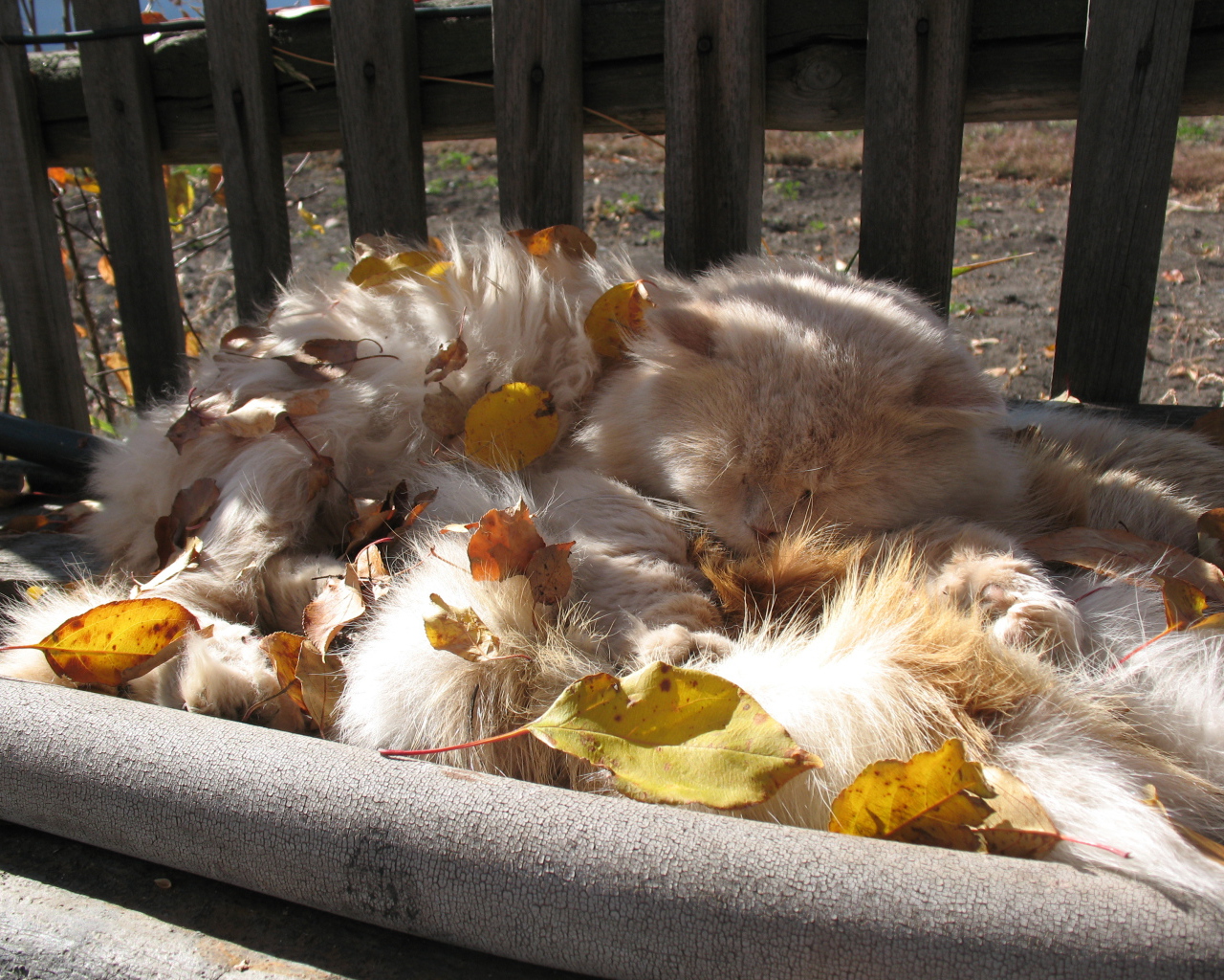 Пушистый кот в листьях