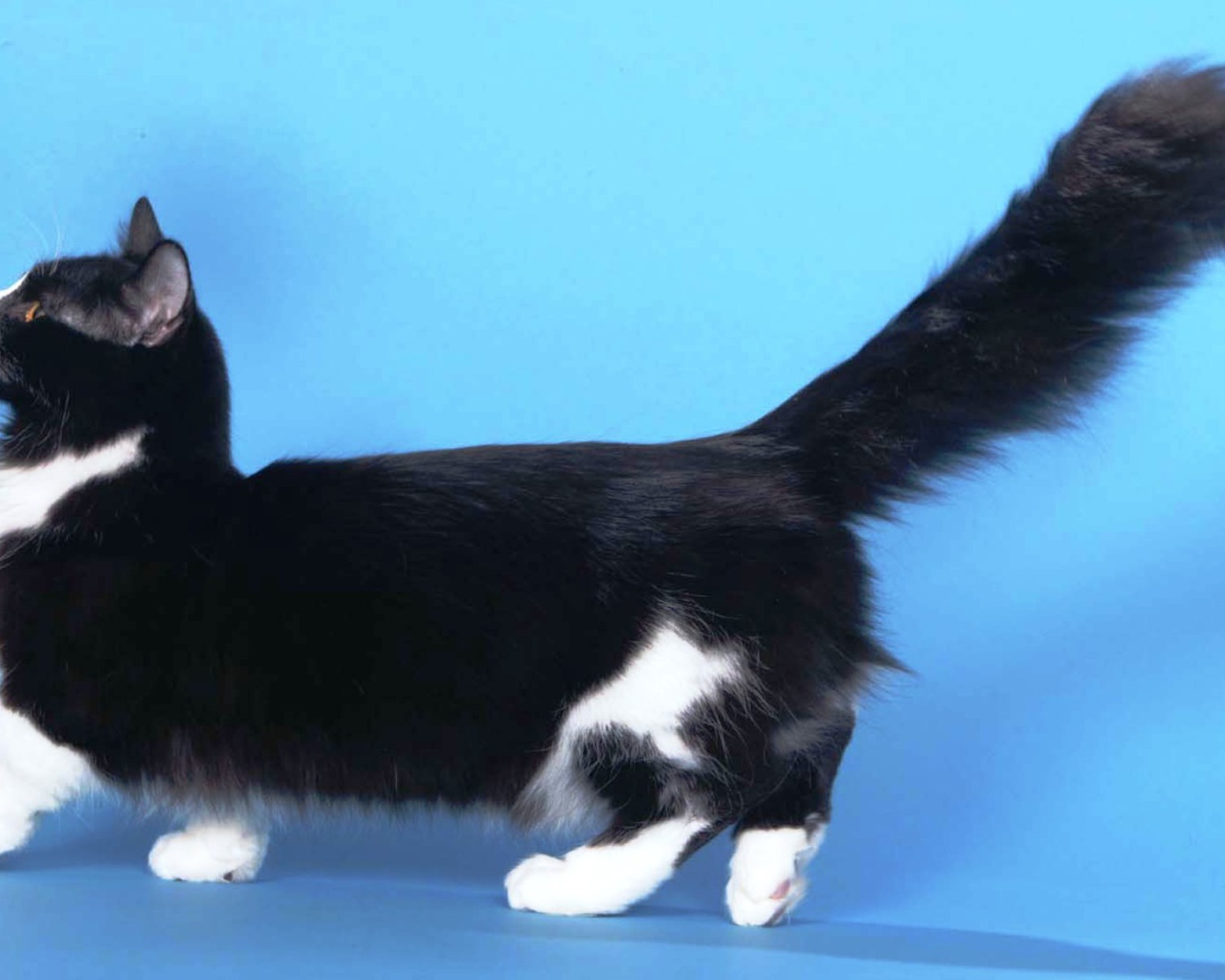 Пушистая кошка манчкин